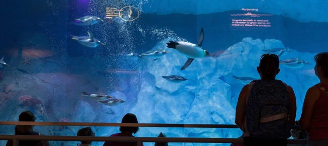 New Penguin Exhibit at the Detroit Zoo is Now Open | VisitDetroit.com